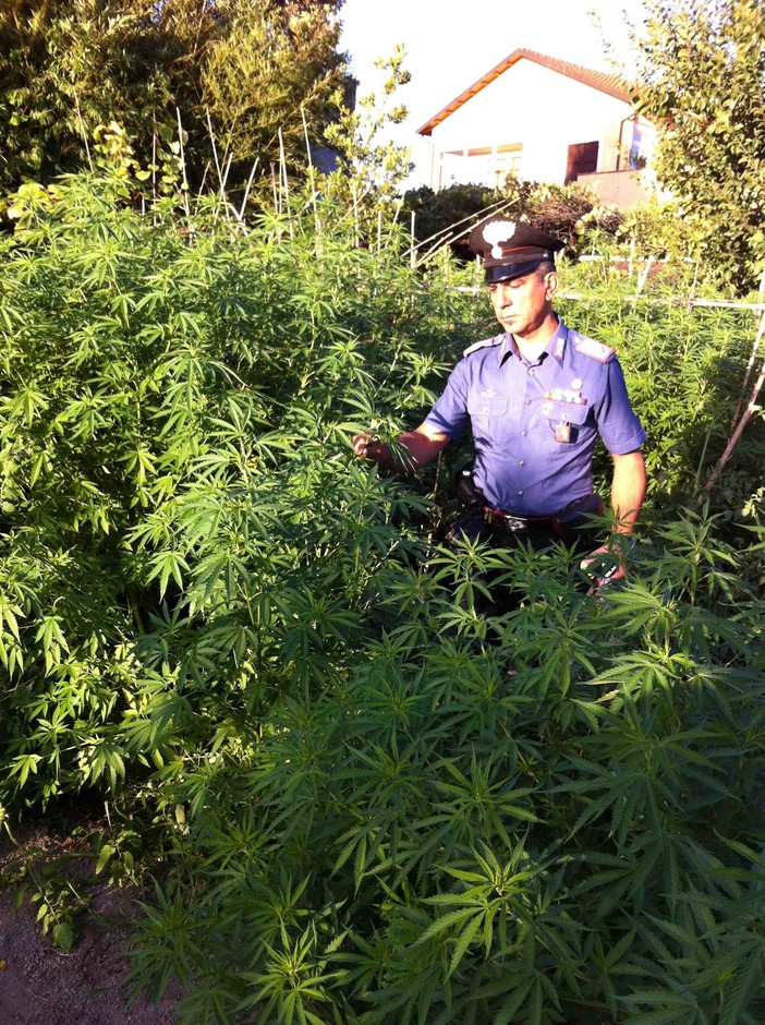 Albenga, coltivava marijuana per combattere crisi economica: condannato ad un anno e mezzo Albenga, coltivava marijuana per combattere crisi economica: condannato ad un anno e mezzo