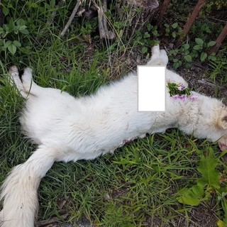 Cane ucciso a Casanova Lerrone, l'ENPA Savona: "Le nostre guardie zoofile a disposizione dei Carabinieri per le indagini" Cane ucciso a Casanova Lerrone, l'ENPA Savona: "Le nostre guardie zoofile a disposizione dei Carabinieri per le indagini"