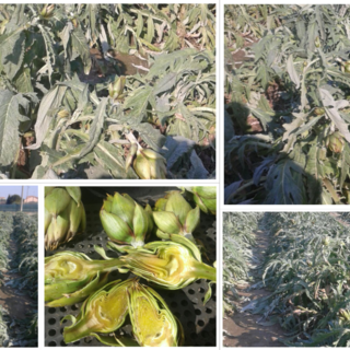 Maltempo, Aldo Alberto presidente della Cia: "Coltivazioni messe a dura prova"