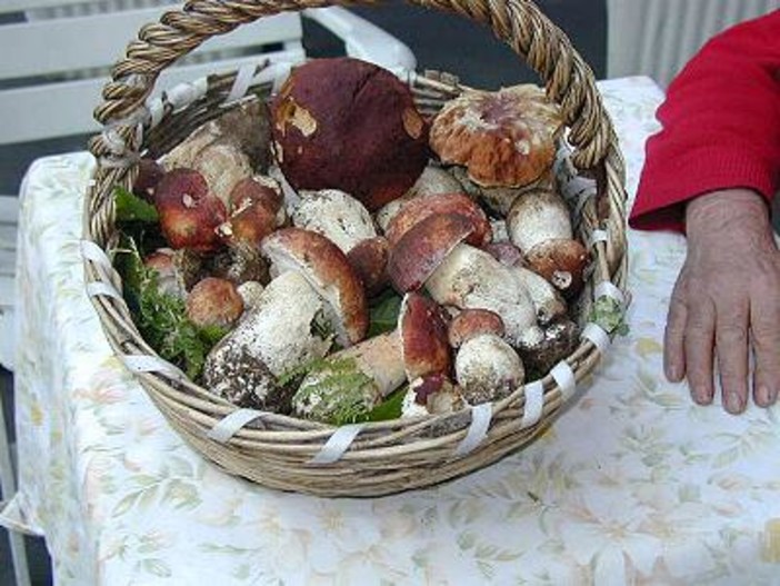 Carcare: tutti gli orari del "controllore" dei funghi Carcare: tutti gli orari del "controllore" dei funghi