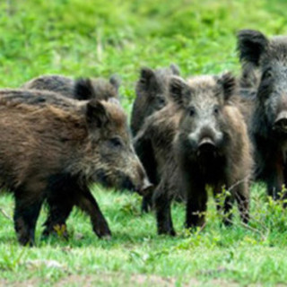 Abbattimento cinghiali, il TAR stoppa l’ordinanza del Comune di Albisola: "È illegittima". OSA e PAI: "Gestione fallimentare, politica sotto accusa"