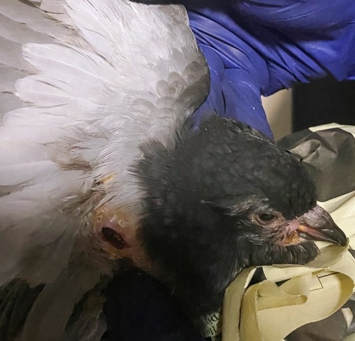 Savona, la denuncia dell'Enpa: "Colombo ferito da un colpo di fucile la notte di Capodanno"