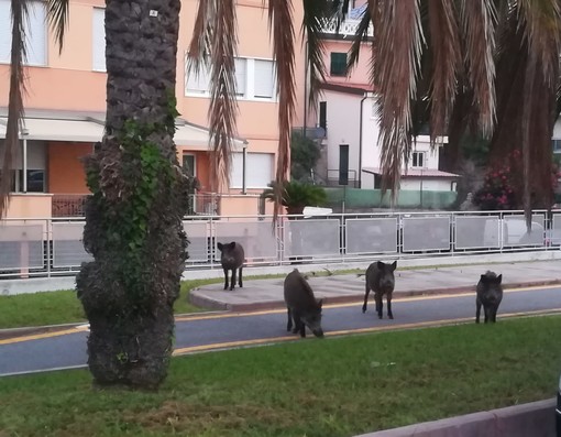 A spasso per Spotorno: avvistati 4 cinghiali in zona Maremma (FOTO)