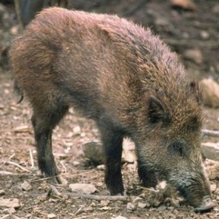 Aprirà domenica 15 settembre la caccia al cinghiale