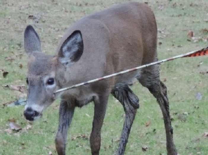 Regione, Forza Italia vota contro la caccia con l’arco