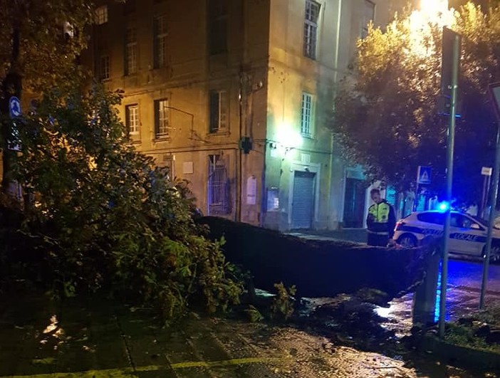 Savona, albero cade nella notte in località Santuario: due scooter danneggiati (FOTO)