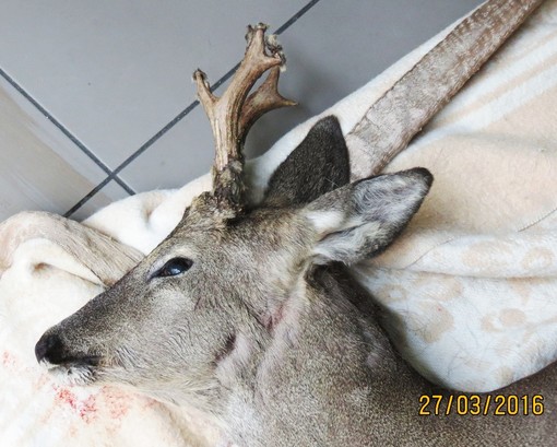 Continua l'agonia dei caprioli feriti in Provincia di Savona Continua l'agonia dei caprioli feriti in Provincia di Savona
