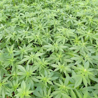 La marijuana light sostituirà le aromatiche nelle serre e nei campi di Albenga?
