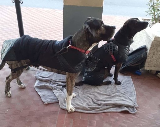 Cane ucciso da due coltellate ad Albissola: accolta la costituzione di parte civile di Stop Animal Crimes Italia Cane ucciso da due coltellate ad Albissola: accolta la costituzione di parte civile di Stop Animal Crimes Italia