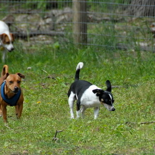 Carcare avrà la sua area di sgambamento per i cani