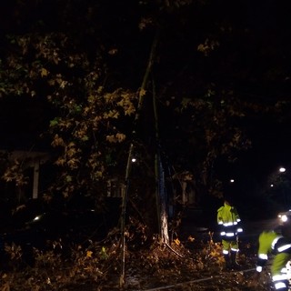 Caduta ramo e allagamenti: interventi sull'albisolese della protezione civile e dei vigili del fuoco