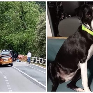 Incidente ad Albisola, per paura un cane scappa: lanciato l'appello per ritrovare Piuma Incidente ad Albisola, per paura un cane scappa: lanciato l'appello per ritrovare Piuma