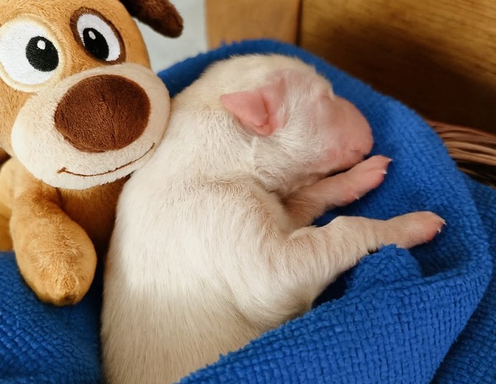 Eddie e Crash, i cuccioli di Cosseria salvati nei boschi: ora crescono forti e felici