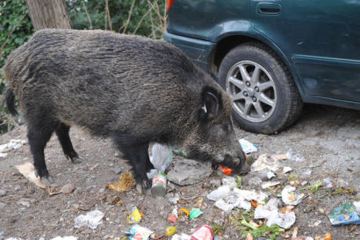 Massiccia presenza di cinghiali a Valleggia: predisposte le gabbie per la cattura