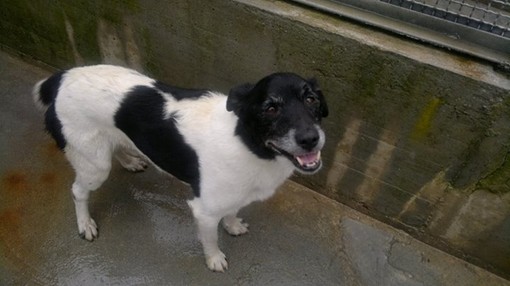 Cairo Montenotte, ritrovato cane bianco e nero