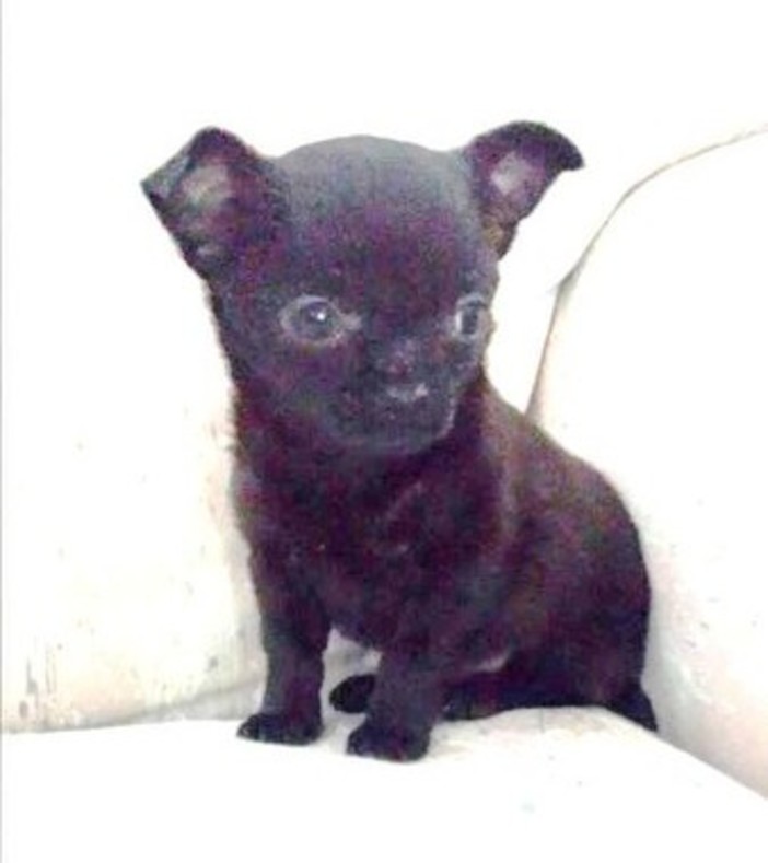 "Blade", il cucciolo di chihuahua rubato a Vado Ligure è stato ritrovato a Nizza