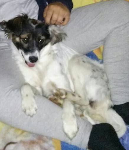 Rubano il cane malato, l'appello della proprietaria: "Ha bisogno di cure e medicine tutti i giorni"