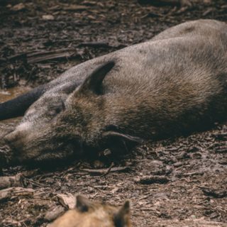 Foto repertorio Foto repertorio