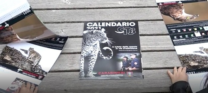 Presentato il calendario dei carabinieri del Cites 2021, forte l'impegno anche in provincia di Savona a protezione delle specie a rischio (VIDEO) Presentato il calendario dei carabinieri del Cites 2021, forte l'impegno anche in provincia di Savona a protezione delle specie a rischio (VIDEO)