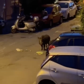 "Cinghiali vicino ai cassonetti dell’umido: cosa accadrà con oltre trenta mastelli in strada?" (VIDEO)