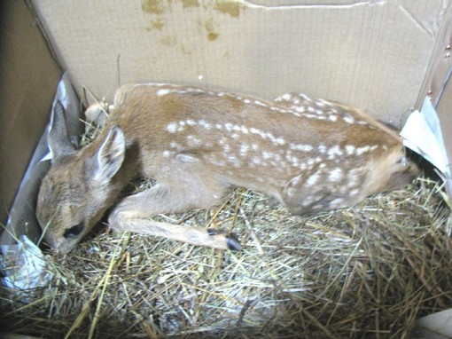 Domani termina la caccia "di selezione", l'Enpa: "Breve pace per caprioli e daini"