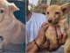 Savona, trovata una cagnolina senza microchip in via Famagosta: si cerca il proprietario Savona, trovata una cagnolina senza microchip in via Famagosta: si cerca il proprietario