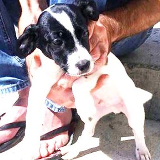 Abbandonata cagnolina incinta, mamma e due cuccioli cercano casa