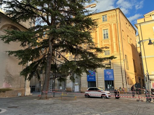 Savona, transennato il cedro in piazza Duomo. Parodi: "Avviate verifiche sulla salute della pianta" Savona, transennato il cedro in piazza Duomo. Parodi: "Avviate verifiche sulla salute della pianta"