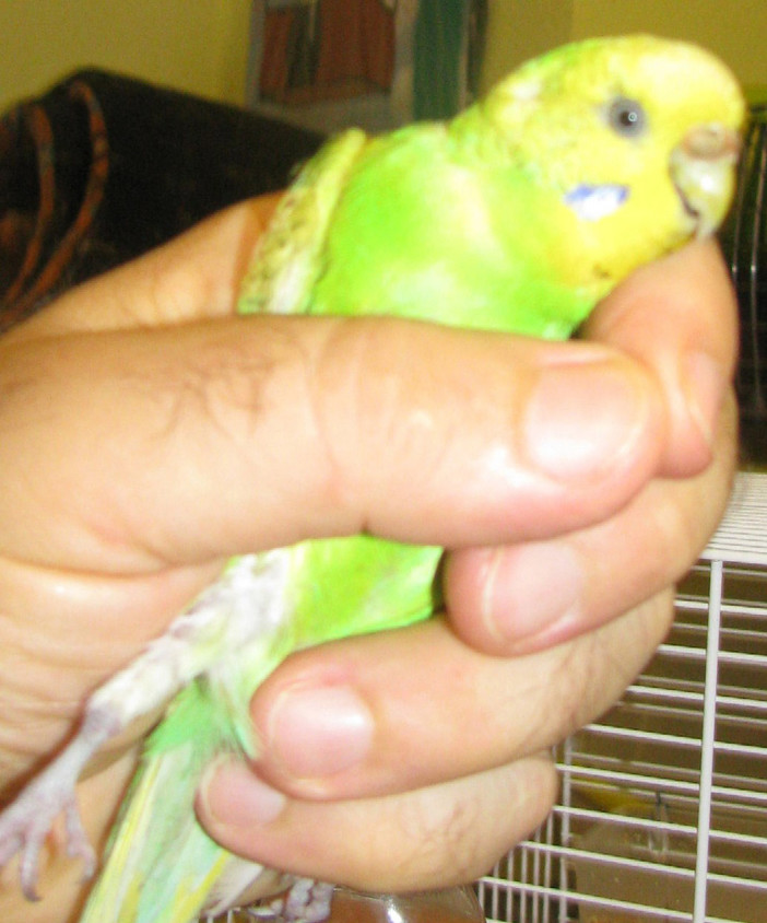 La cocorita smarrita