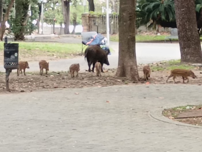 Cinghiali nel centro di Savona, Santi: "Fatto grave e l'ordinanza del sindaco non prevede l'abbattimento"