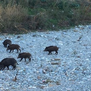 Savona, Russo sui cinghiali in città: "Costretti a interdire l'accesso all'alveo del Letimbro per evitare interferenze con le persone"