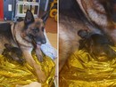 Albenga, cane pastore tedesco partorisce sul marciapiede in viale Pontelungo Albenga, cane pastore tedesco partorisce sul marciapiede in viale Pontelungo