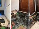Albisola, cinghiale si intrufola in un condominio e spacca tutto per le scale: "Non si fanno più problemi" (FOTO) Albisola, cinghiale si intrufola in un condominio e spacca tutto per le scale: "Non si fanno più problemi" (FOTO)