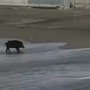 Altro che Poseidone: a Varazze arriva il cinghiale surfista