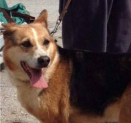 Foto tratta dalla Pagina Facebook "Ospiti del Canile di Albenga"