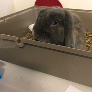 Cairo, la residenza "Baccino" sperimenta la Pet Therapy con l'adozione del coniglietto "Lucky" (FOTO)