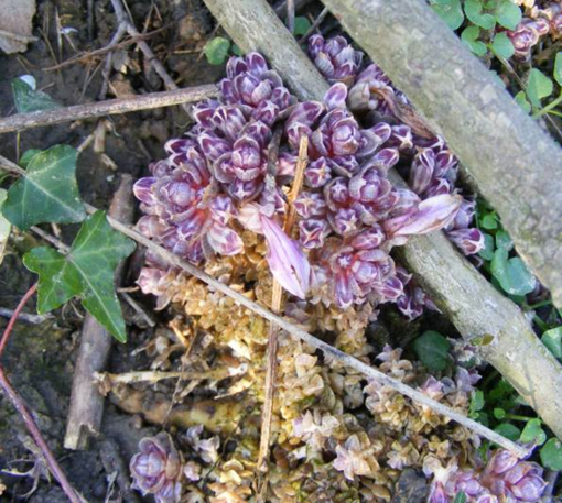 Dopo oltre 20 anni Arpal ritrova una “clandestina” nell'ambito del progetto Emys