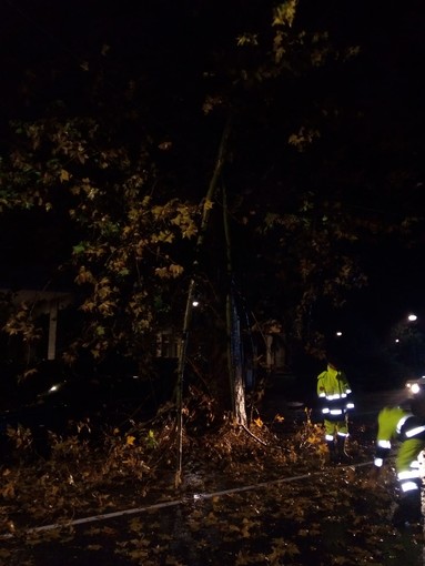 Caduta ramo e allagamenti: interventi sull'albisolese della protezione civile e dei vigili del fuoco Caduta ramo e allagamenti: interventi sull'albisolese della protezione civile e dei vigili del fuoco