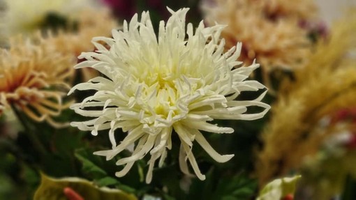 Ognissanti, Coldiretti Liguria: "Scegliere i fiori locali sostiene imprese e tradizioni"