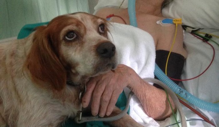 Pet therapy, Brunello (Lega): “Strumento di cura rilevante. Quali iniziative per l'impiego degli animali per fini terapeutici?"