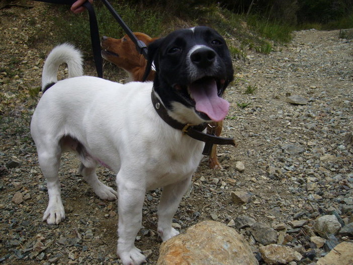 I cani adottati sfilano a Giusvalla per aiutare gli amici a quattro zampe a trovare una nuova famiglia I cani adottati sfilano a Giusvalla per aiutare gli amici a quattro zampe a trovare una nuova famiglia