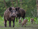 Peste suina africana, primo caso a Bergeggi, altri animali positivi nelle Albisole Peste suina africana, primo caso a Bergeggi, altri animali positivi nelle Albisole