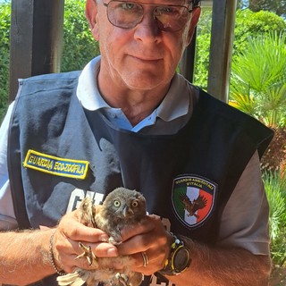 Una civetta e un assiolo in difficoltà: recuperati dai volontari del Gadit Una civetta e un assiolo in difficoltà: recuperati dai volontari del Gadit