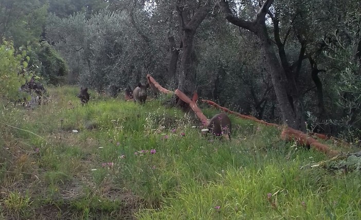 Danni da fauna selvatica: dalla Regione in arrivo 1 milione di contributi