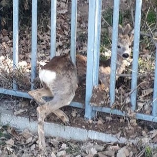 Savona, capriolo intrappolato in una recinzione: intervento dei vigili del fuoco Savona, capriolo intrappolato in una recinzione: intervento dei vigili del fuoco