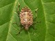 Per contrastare la cimice asiatica verranno rilasciate in Liguria vespe samurai Per contrastare la cimice asiatica verranno rilasciate in Liguria vespe samurai