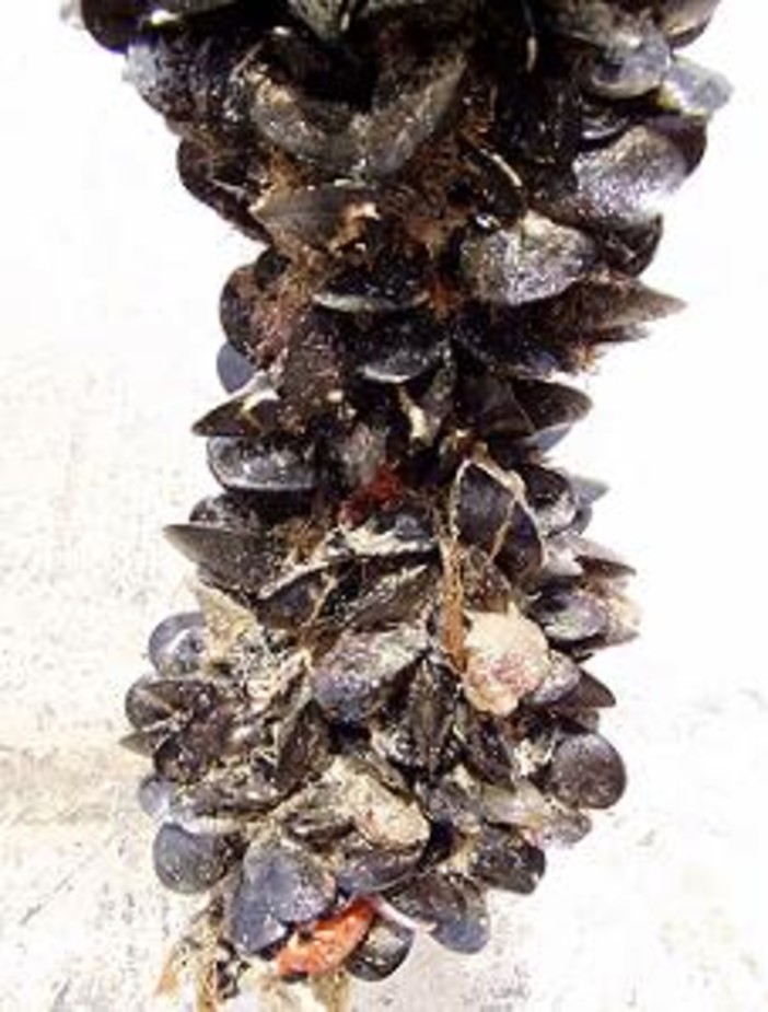 Cozze vive pericolose per la salute: allerta in tutta Italia, potrebbero essere contaminate