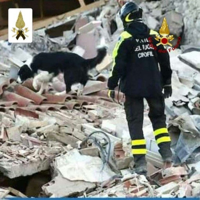 Giornata Internazionale del Cane: la Protezione Animali ricorda Camilla, il cane eroe di Amatrice Giornata Internazionale del Cane: la Protezione Animali ricorda Camilla, il cane eroe di Amatrice