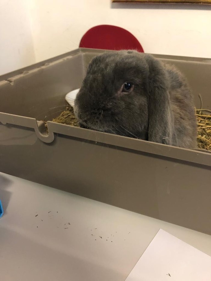 Cairo, la residenza "Baccino" sperimenta la Pet Therapy con l'adozione del coniglietto "Lucky" (FOTO)