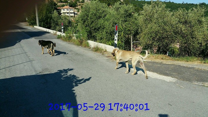 Smentito il "rischio cani inselvatichiti" a Gorra di Finale Ligure